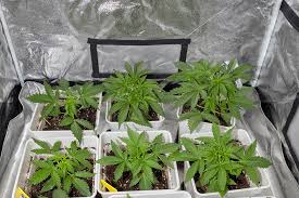 Comprehensive Guide to Marijuana Seeds Maryland